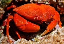 Diving in the Maldives