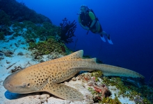 Diving in the Maldives