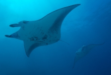 Diving in the Maldives