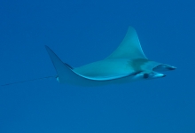 Diving in the Maldives