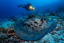 Diving in the Maldives