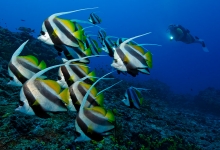 Diving in the Maldives