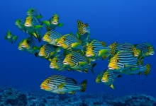 Diving in the Maldives