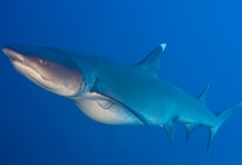 Diving in the Maldives