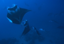 Diving in the Maldives