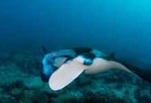 Diving in the Maldives