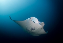 Diving in the Maldives