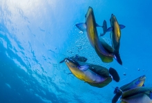 Diving in the Maldives