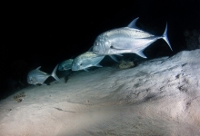 Diving in the Maldives