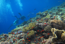 Sudan, Dolce Vita Liveaboard