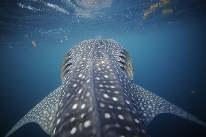 Deli Valletta, Djibouti - liveaboard diving holidays