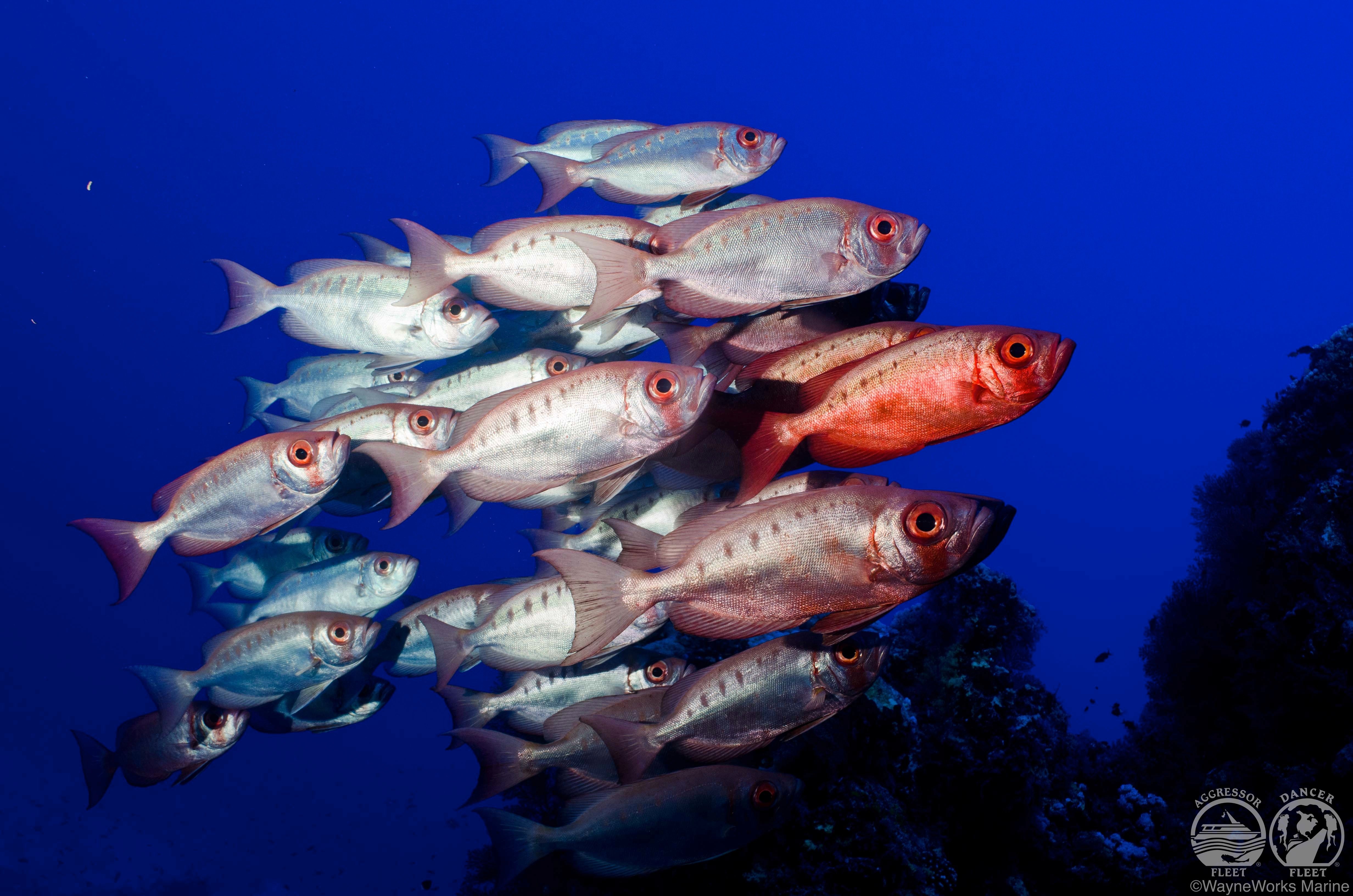 Red Sea Aggressor, Egypt - liveaboard diving holidays