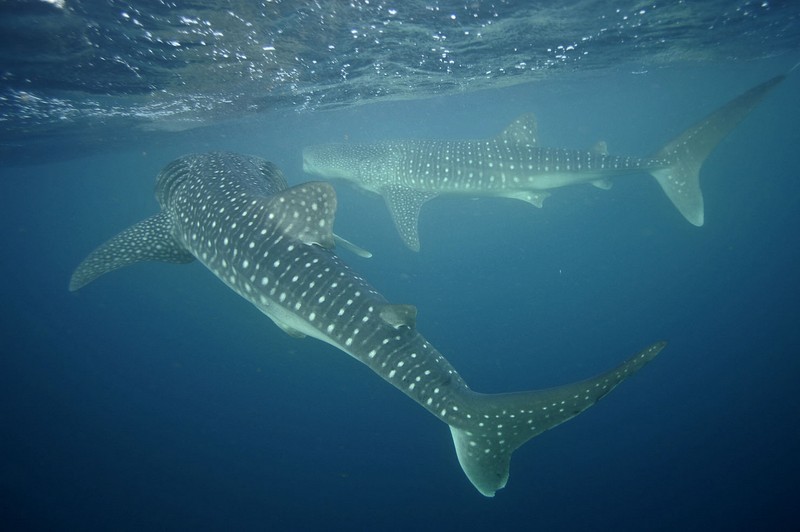 Deli Valletta, Djibouti - liveaboard diving holidays