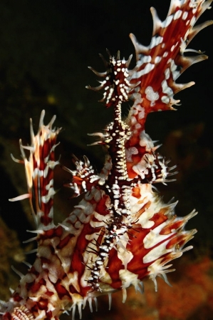Indo Siren , Indonesia - liveaboard diving holidays