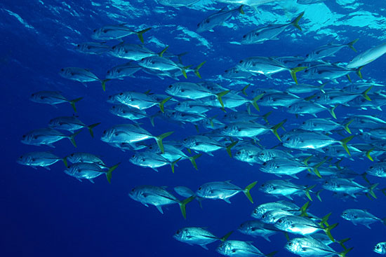 Turks & Caicos Explorer II, Turks and Caicos - liveaboard diving holidays
