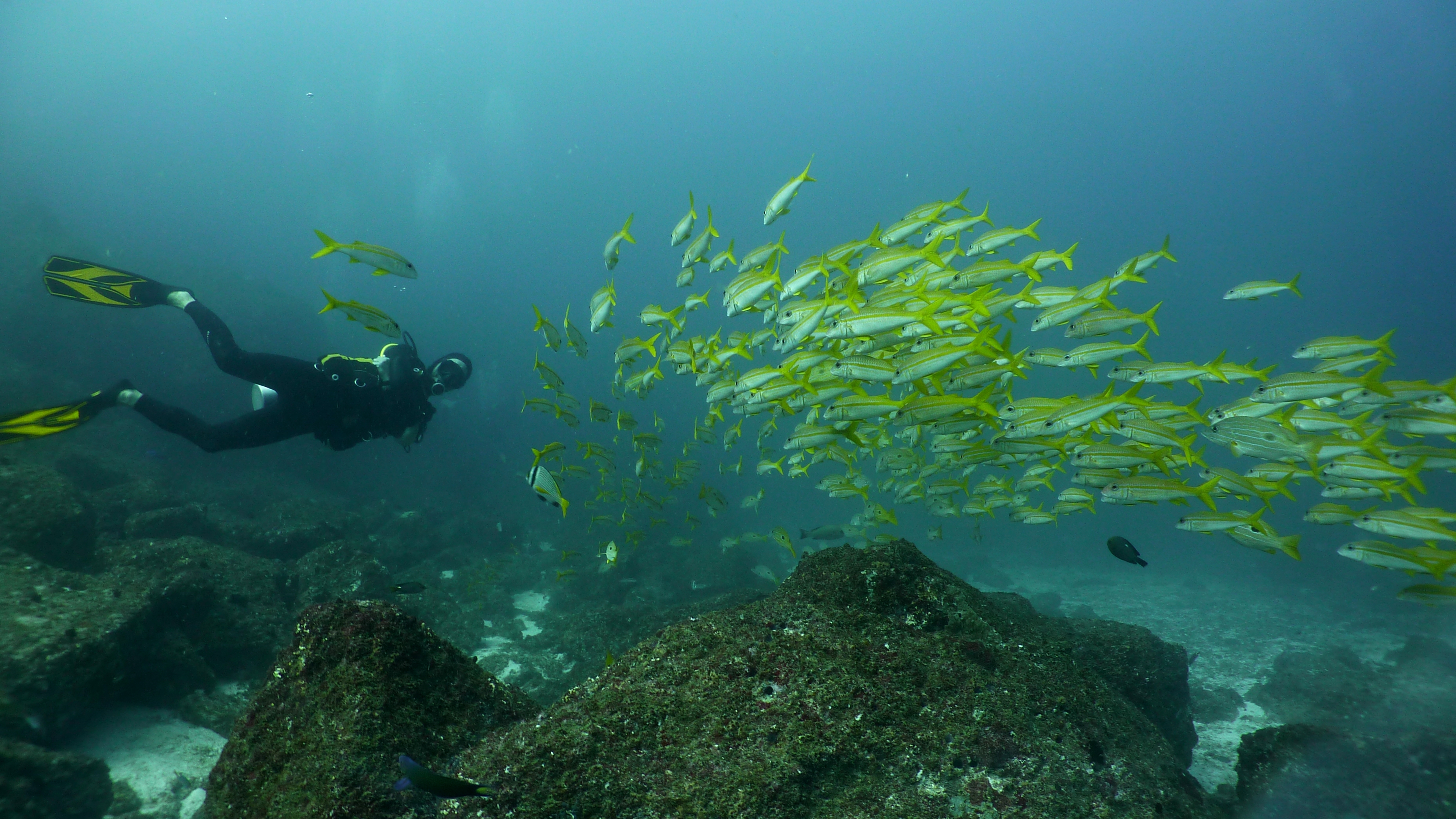 Oman Explorer, Oman - liveaboard diving holidays