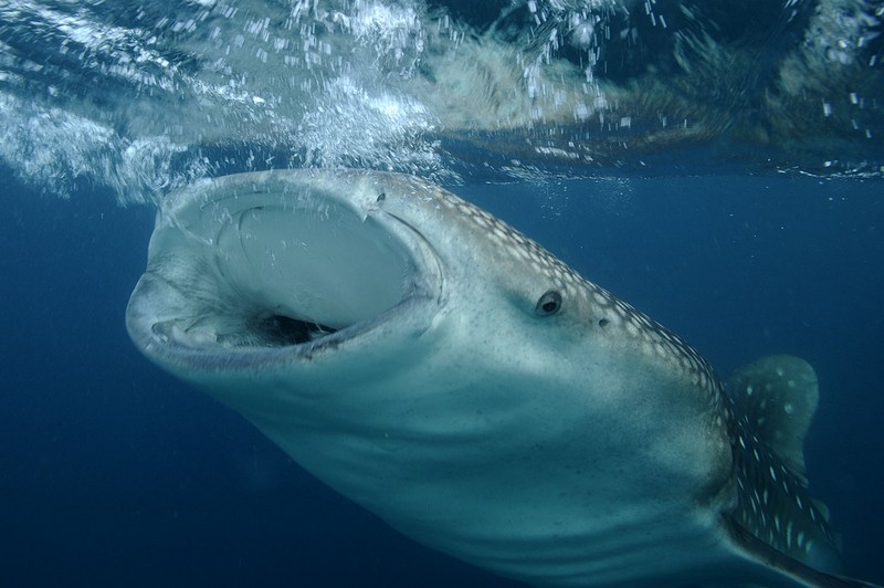Deli Valletta, Djibouti - liveaboard diving holidays