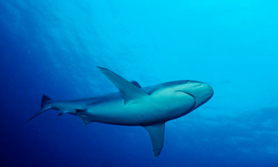 Thailand Aggressor, Thailand - liveaboard diving holidays