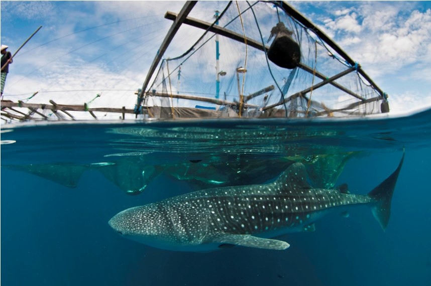 Seahorse, Indonesia - liveaboard diving holidays