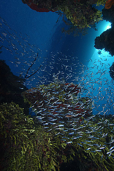 Turks & Caicos Explorer II, Turks and Caicos - liveaboard diving holidays