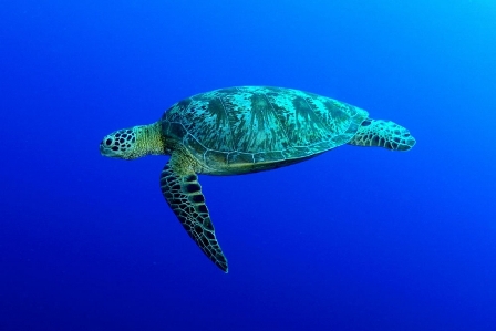 Indo Siren , Indonesia - liveaboard diving holidays