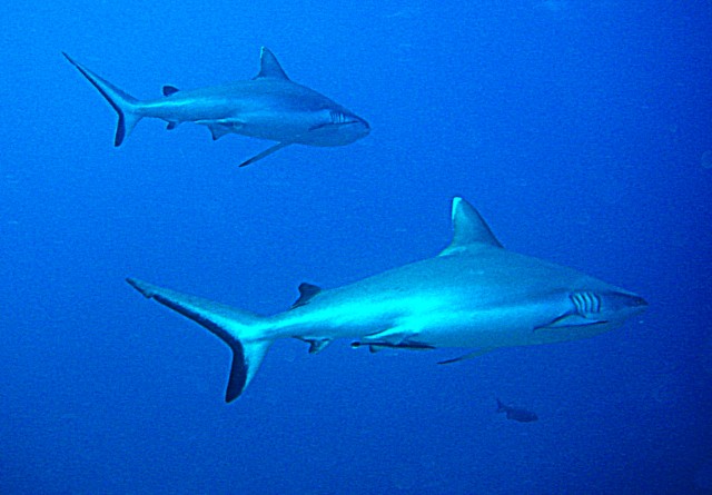 Theia, Maldives - liveaboard diving holidays