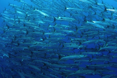 Indo Siren , Indonesia - liveaboard diving holidays