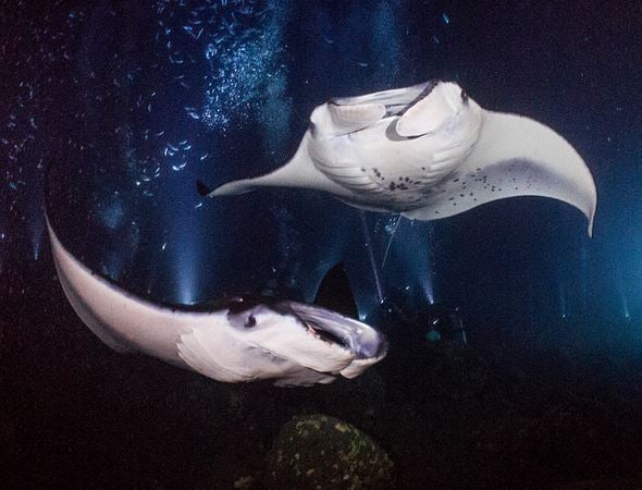 Kona Aggressor Ii, Usa (incl. Hawaii) - liveaboard diving holidays