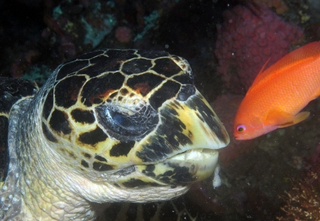 Indo Siren , Indonesia - liveaboard diving holidays