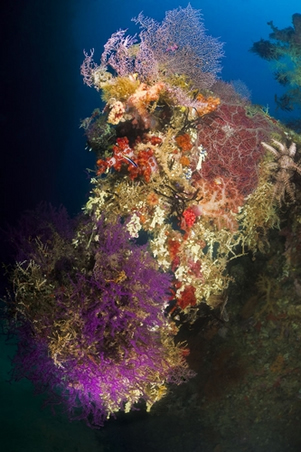 Arenui, Indonesia - liveaboard diving holidays