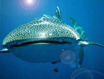 Thailand Aggressor, Thailand - liveaboard diving holidays