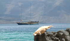 Deli Valletta, Djibouti - liveaboard diving holidays