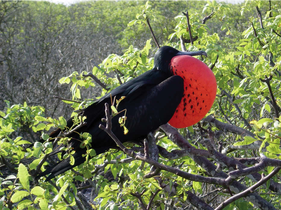 Galapagos Islands dive holidays