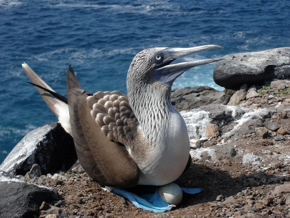 Galapagos Islands dive holidays