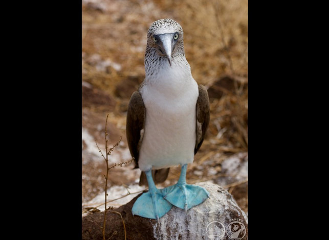 Galapagos Islands dive holidays
