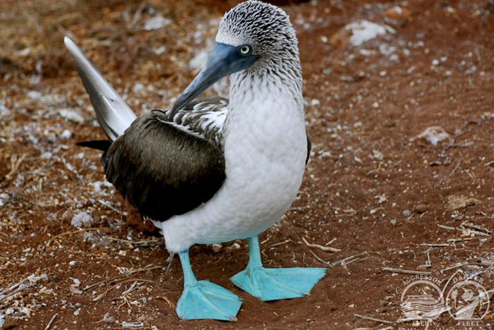 Galapagos Islands dive holidays