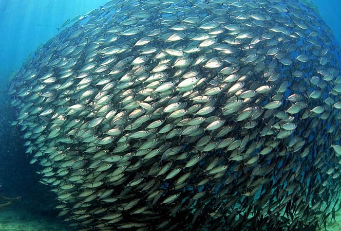 Mafia Island dive holidays
