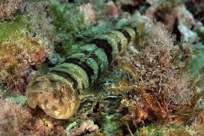 Dive Centre (Xlendi Bay), Gozo