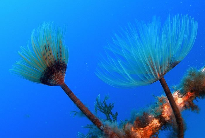 Gozo dive centres, Gozo