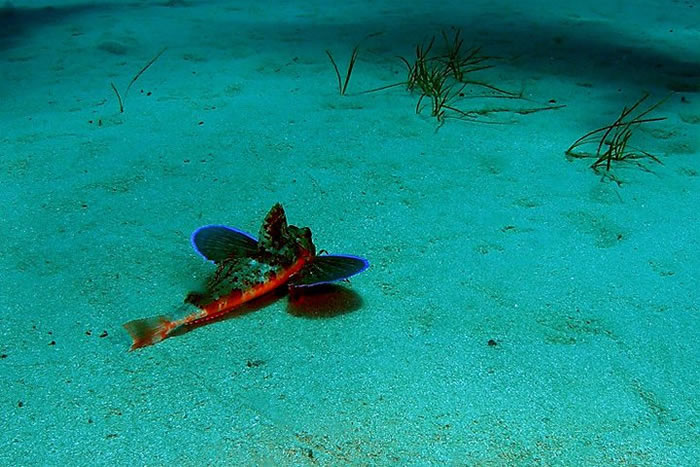 Gozo dive centres, Gozo