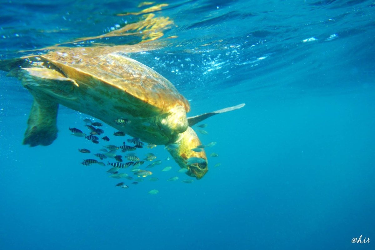 The Azores (sao Miguel) dive holidays