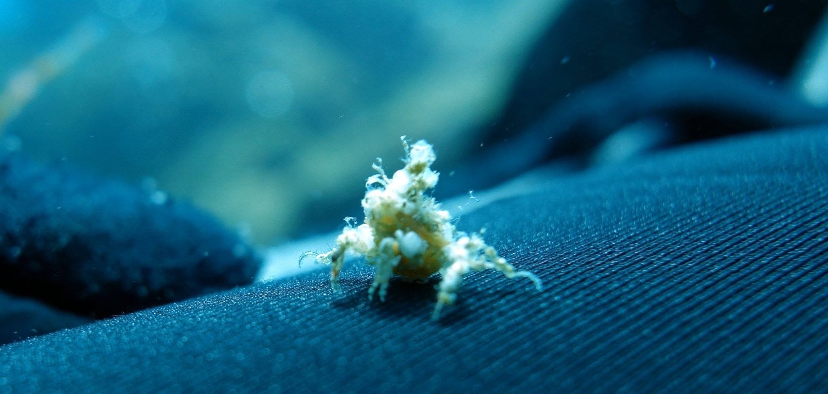 The Azores (sao Miguel) dive holidays