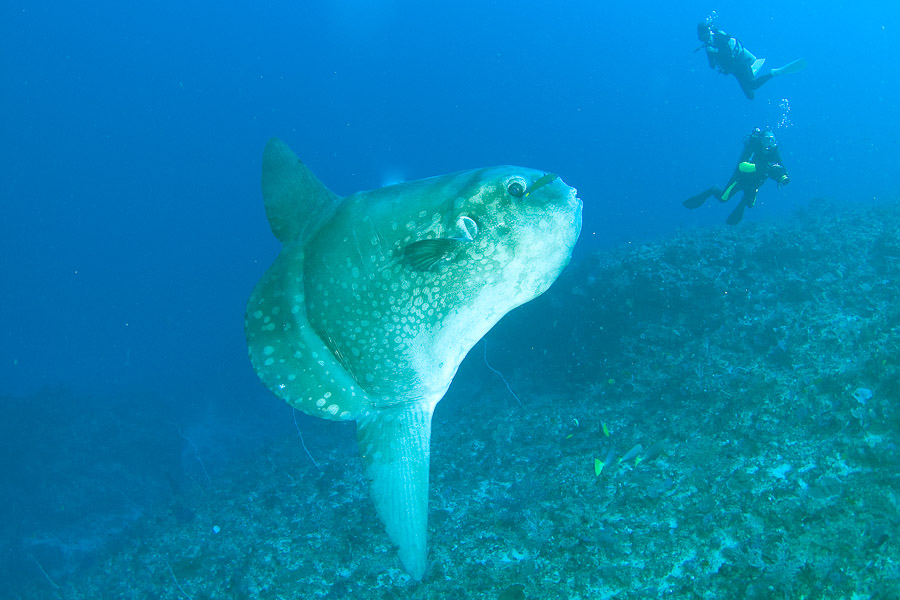 Dive Centre Siddhartha, Bali