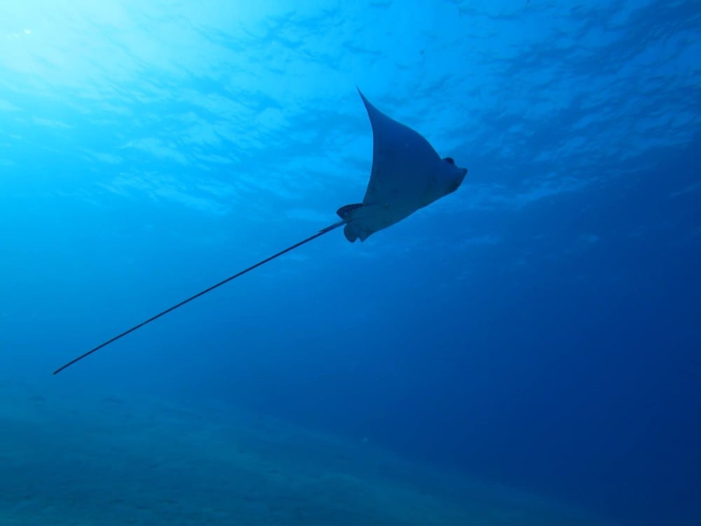 Dive Centre (Emperor Divers, Naama Bay), Sharm El Sheikh