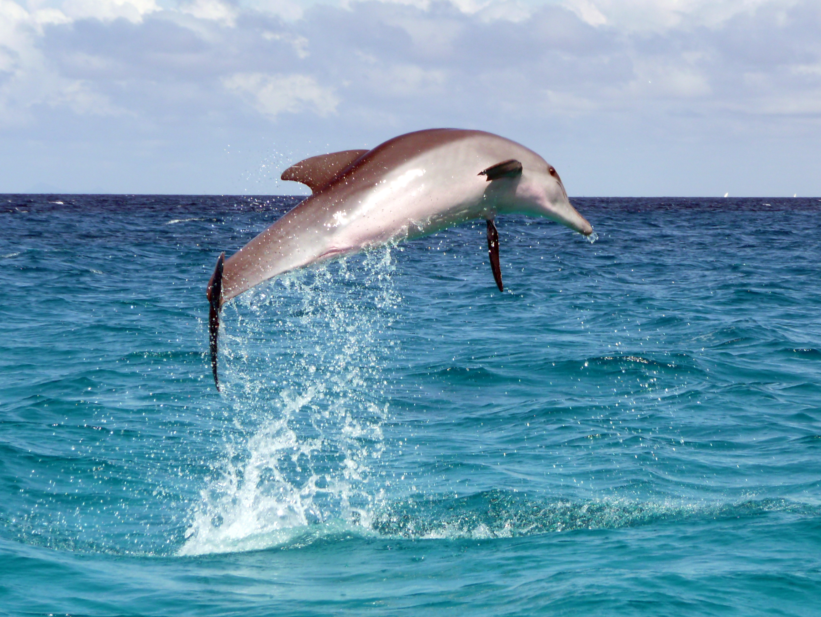 Pemba Island dive holidays