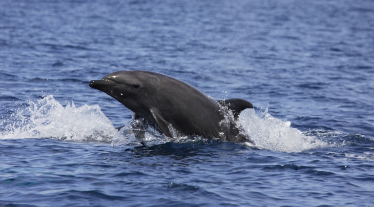 Pemba Island dive holidays
