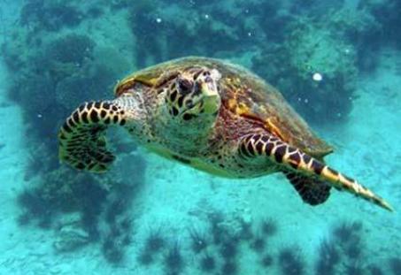 Pemba Island dive holidays