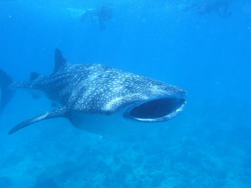 Pemba Island dive holidays