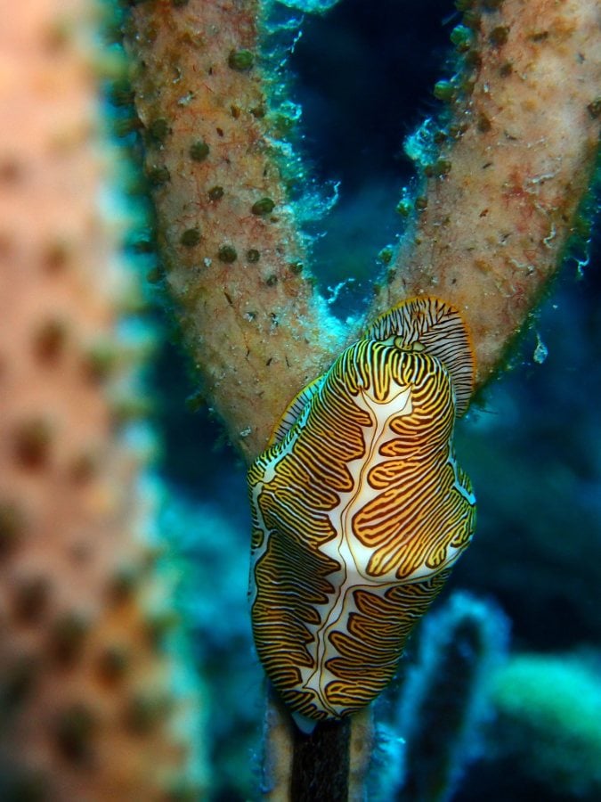 Cayman Brac dive holidays
