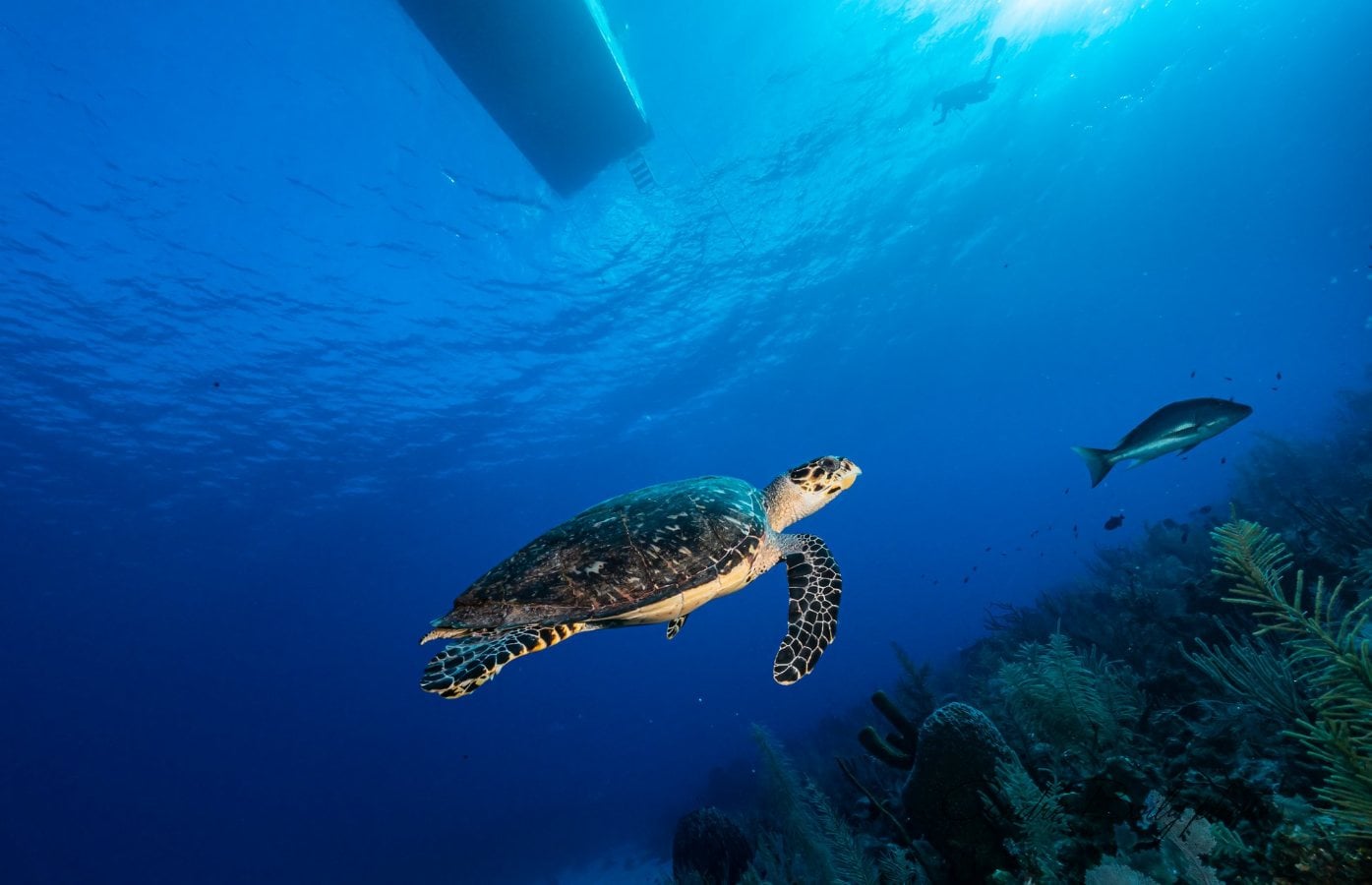 Cayman Brac dive holidays